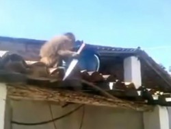 Macaco supuestamente alcoholizado amenaza con un cuchillo