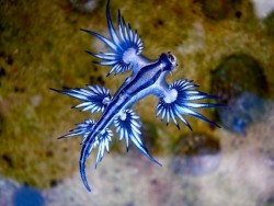El extraño "Dragón Azul" que vive en el mar