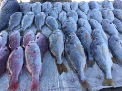 Se mantiene baja la venta de pescado en esta cuaresma.