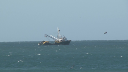 Se acerca la veda; barcos regresan