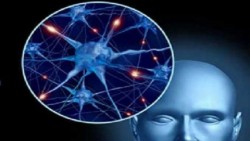 Lípidos neuronales, claves en Alzheimer y Párkinson