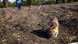 Usan ratas gigantes para ubicar minas explosivas
