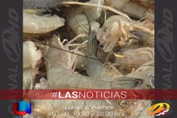 Deben reportar el camarón que tengan en existencia