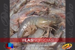 Tienen asegurado el abasto de camarón