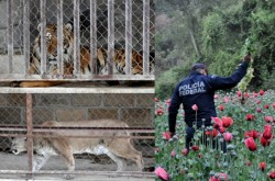 Policía Federal destruye sembradíos de Amapola en el Estado de México