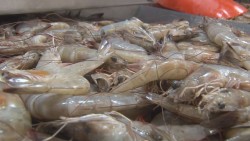 Reforzaran PROFECO operativo de cuaresma en venta de pescado y marisco en Guasave