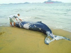 Realizan "Antidoping" a ballena que recaló en Yucatán