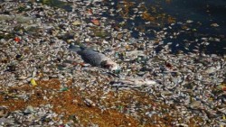 Miles de peces muertos flotan en lago contaminado de India