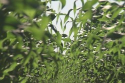 Estiman exportar al menos un millón 400 mil toneladas de maiz
