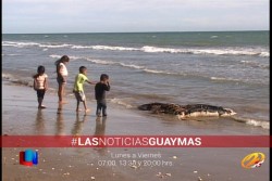 Encuentran lobo marino muerto en El Cochorit