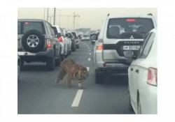 Un tigre se pasea por una autopista en Qatar