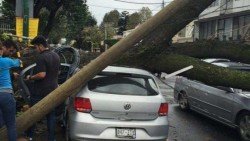 CFE restablece electricidad a 93.2 usuarios afectados por viento