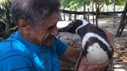 Un pingüino nada miles de millas todos los años para visitar al hombre que le salvó