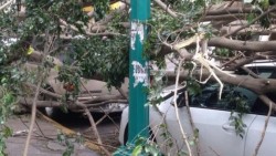 Ventarrones arrasan a la CDMX: 600 árboles caídos y 90 espectaculares dañados