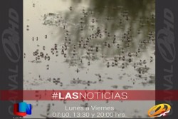 Sin casos de zika en la jurisdicción sanitaria IV