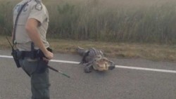 Caimán detiene el tráfico en carretera de Florida