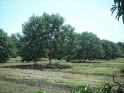 Podría dispararse precio de productos agrícolas por heladas.