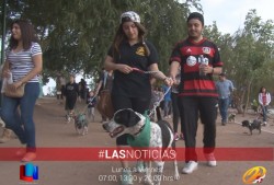 Más de 300 perros participaron en la caminata canina de Adopta Obregon