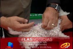Arranca semana nacional de vacunación antirrábica