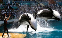 SeaWorld no hará más espectáculos con orcas