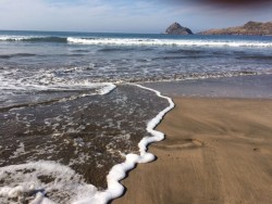 Playas de Mazatlán aptas para bañistas: Ecología.