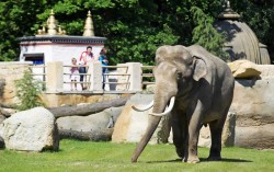 El zoológico de Praga ofrece a sus visitantes la posibilidad de fabricar papel de estiércol de elefante