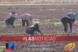 Cosecha de legumbre da trabajo a muchos