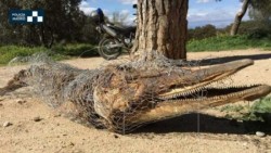 Aparece momia de delfín en parque español