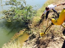 Capturan un cocodrilo de más de 2 metros y medio en la comunidad de El Diez