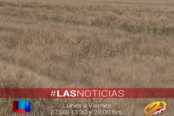 Se proyecta buena producción de trigo