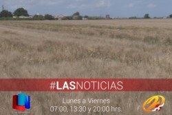 Esperan repunte precio de trigo