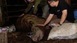 Muere rinoceronte de Sumatra capturado en Borneo