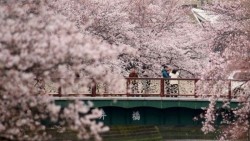 La flor del cerezo en Japón, una explosión rosada