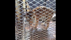 Profepa asegura a tigre de bengala que atacó a hombre en Guadalupe, NL