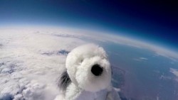 Perro de peluche alcanza la estratosfera, pero desaparece