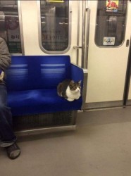 Un gato que viaja en el asiento de un tren se convierte en una celebridad