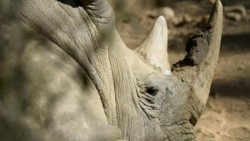 Zimbabue sacrifica rinoceronta