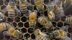 Probarán en humanos el primer suero contra veneno de abejas