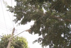 Vecinos de Costa Rica piden al ayuntamiento que corte árbol que causa problemas en cableado eléctrico