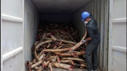 Malasia destruye casi 10 toneladas de marfil africano ilegal