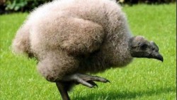 Nacen dos cóndores de California en Zoológico de Chapultepec