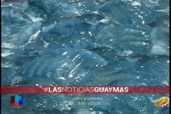 Ante los malos resultados, suspenden nuevamente captura de agua mala de Guaymas