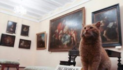 Marai, el gato que se ha convertido en conserje de un museo a raíz de una broma