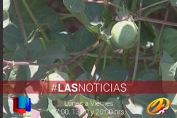 Es poca la superficie de algodón