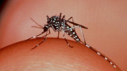 A la baja casos de Dengue en Sinaloa: Secretaría de Salud.