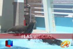 En etapas, rescate del delfinario