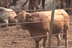 Verifican traslado de ganado vacuno desde corrales hasta los rastros