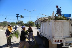 Embellecen la zona urbana de Mazatlán.