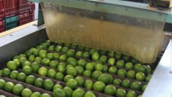 Ofertan 40 toneladas de limón a 22 pesos
