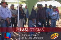 Malezas afectan la producción en cultivos